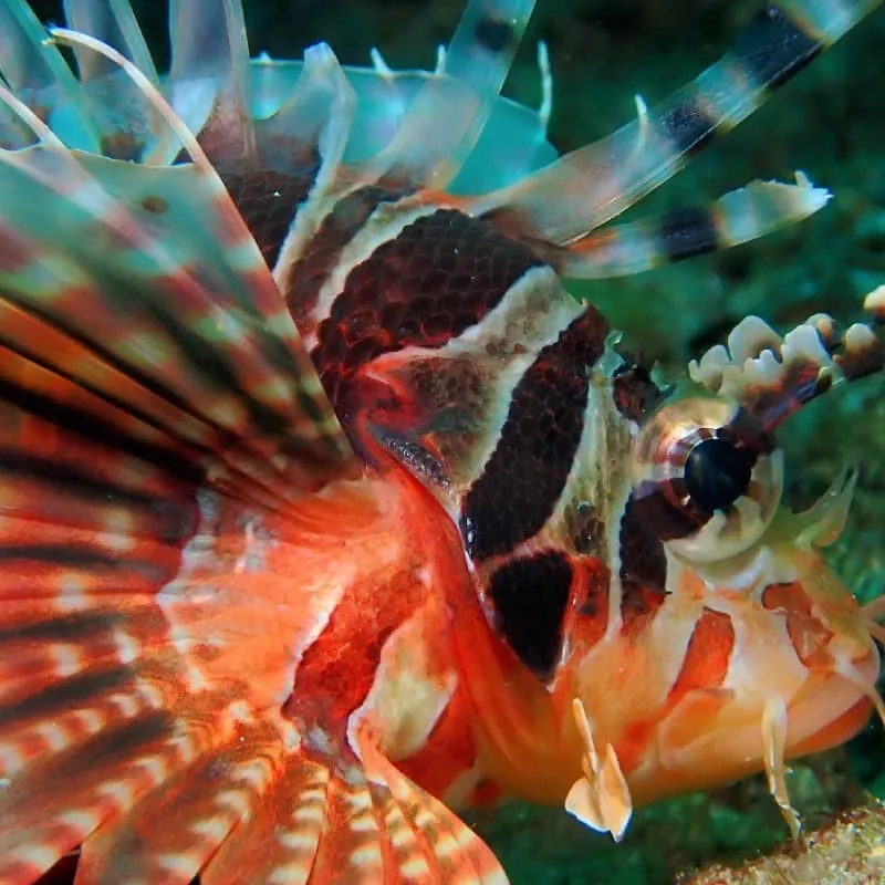 Candidasa Scuba Diving Bali - Gallery 4